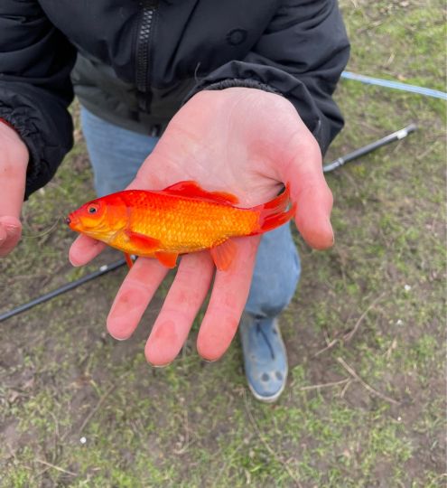 Goldfisch