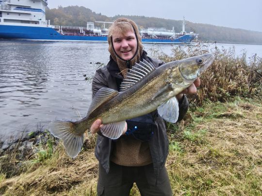Zander