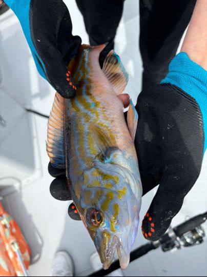 Lippfisch
