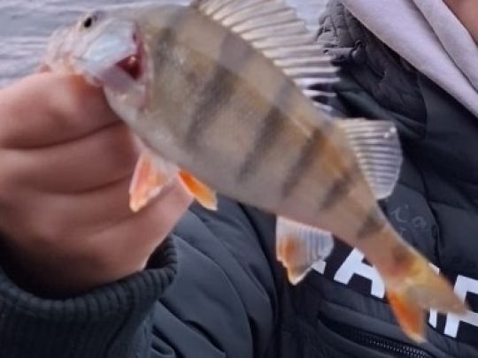 Flussbarsch