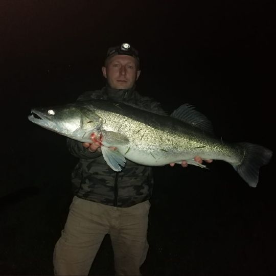 Zander