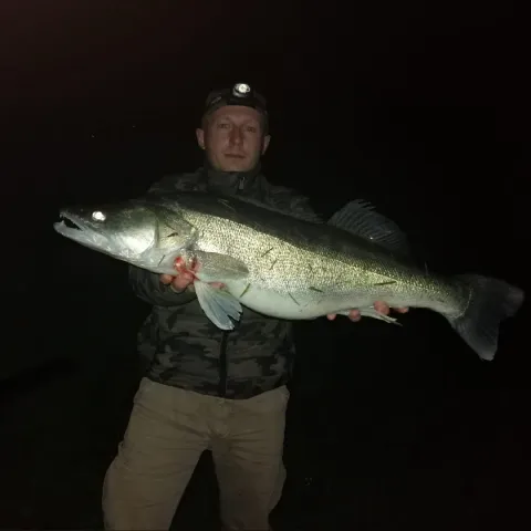 Zander