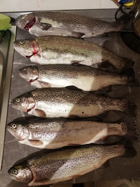 Regenbogenforelle