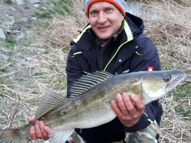 Zander