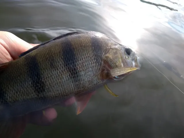 Flussbarsch
