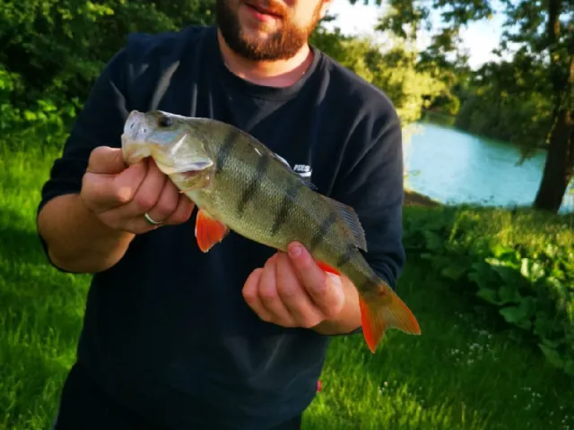 Flussbarsch