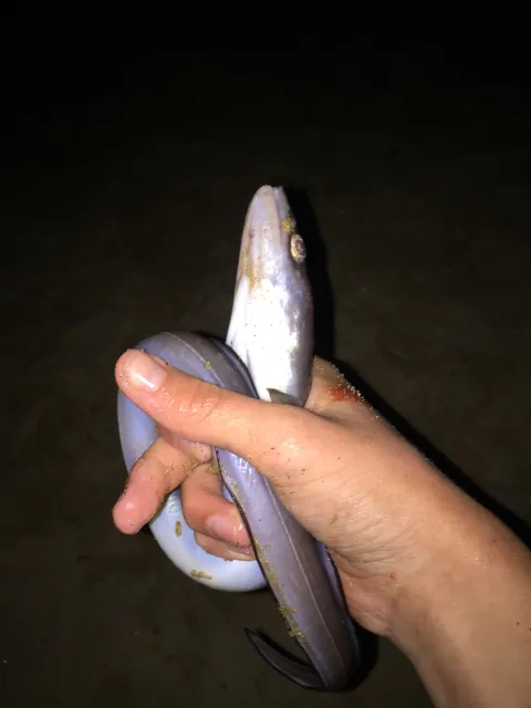 Meeraal