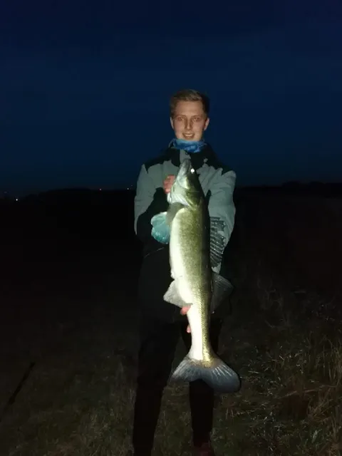 Zander