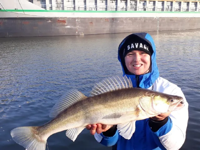 Zander