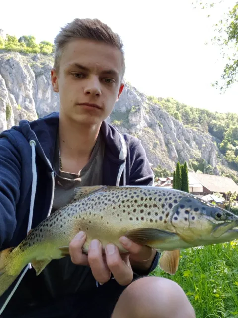 Bachforelle