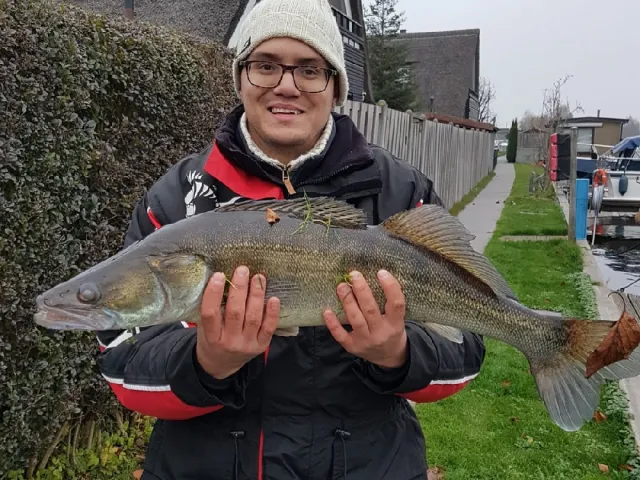 Zander
