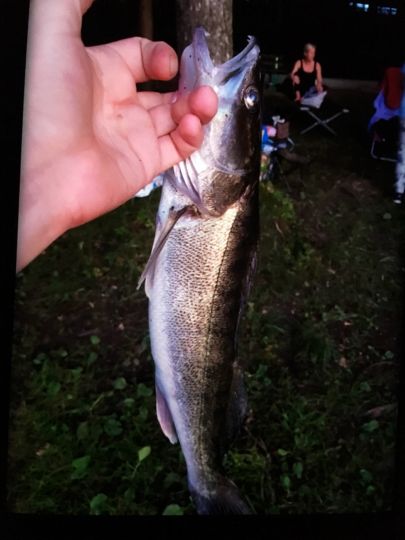 Zander
