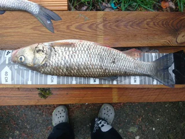 Döbel