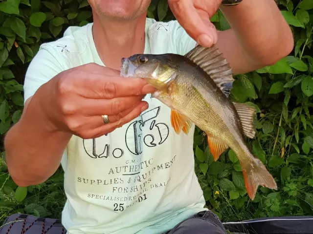 Flussbarsch