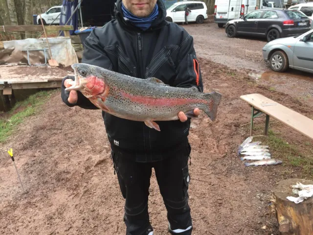Regenbogenforelle