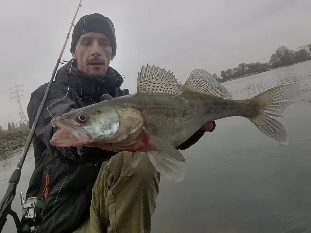 Zander