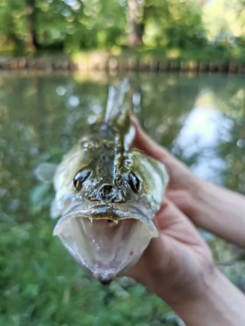Zander