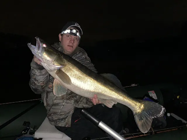 Zander