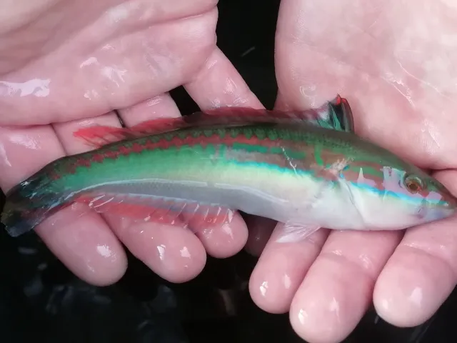 Lippfisch