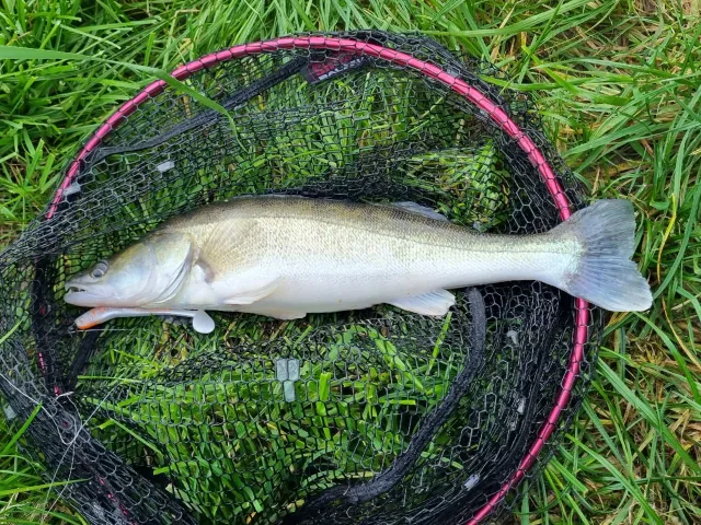 Zander