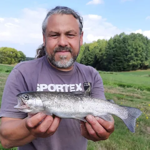 Regenbogenforelle