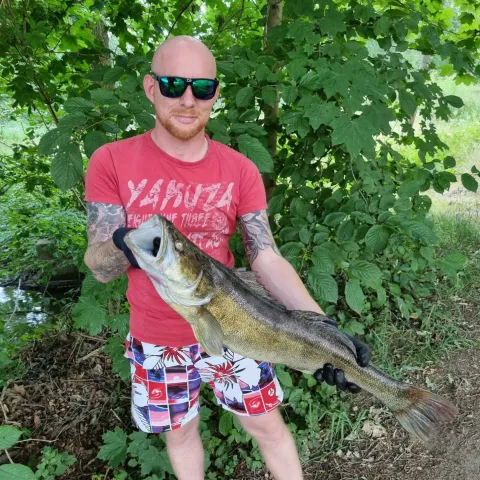 Zander
