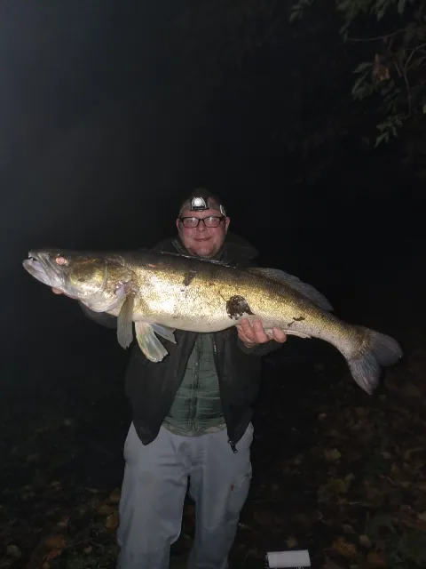 Zander