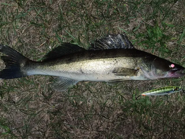 Zander