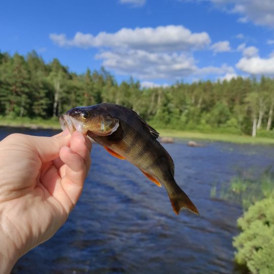 Flussbarsch