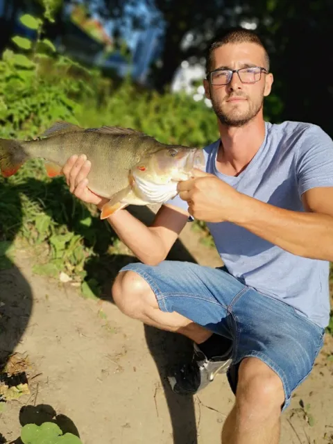 Flussbarsch