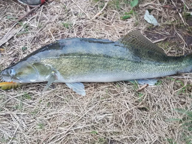 Zander