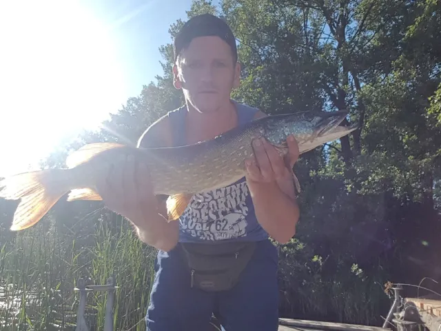 Hecht