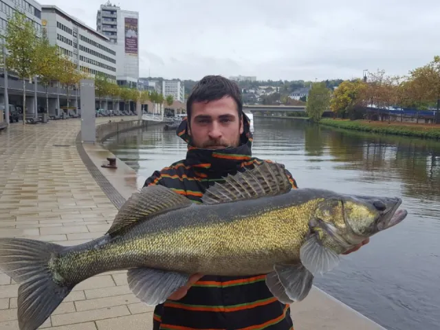 Zander