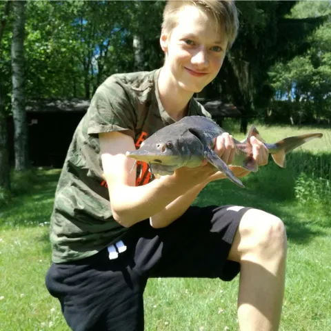 Stör