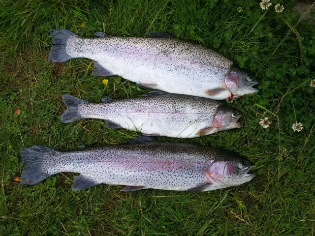 Regenbogenforelle