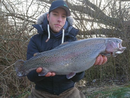 Regenbogenforelle