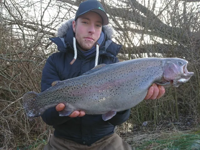 Regenbogenforelle