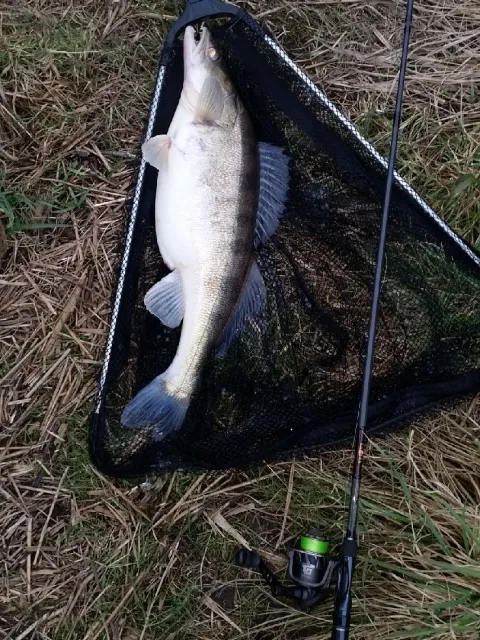 Zander