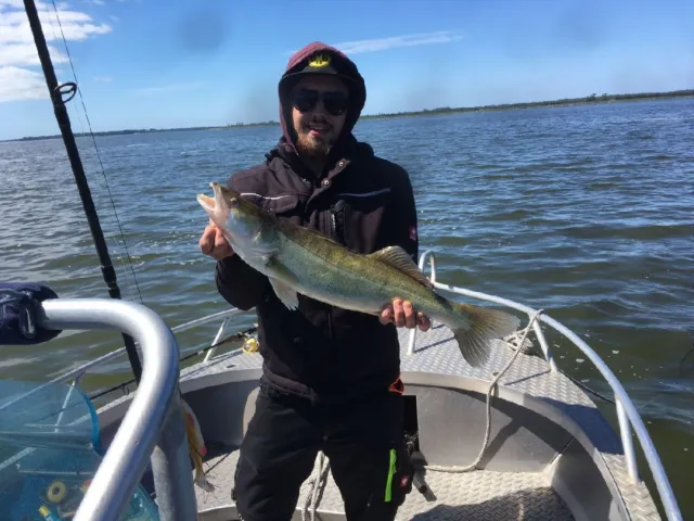 Zander