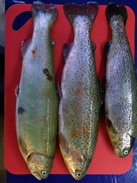 Regenbogenforelle