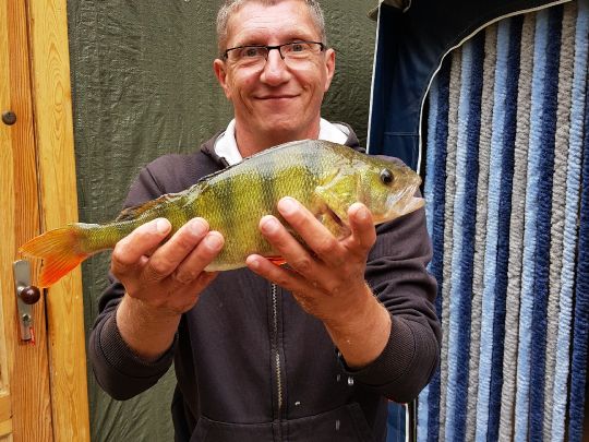 Flussbarsch