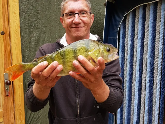 Flussbarsch