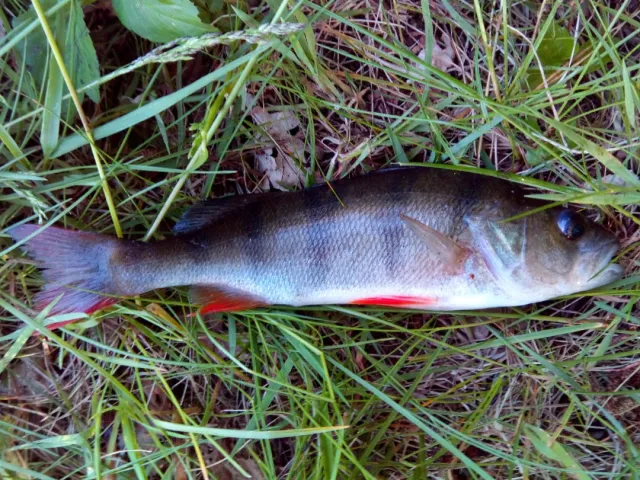 Flussbarsch