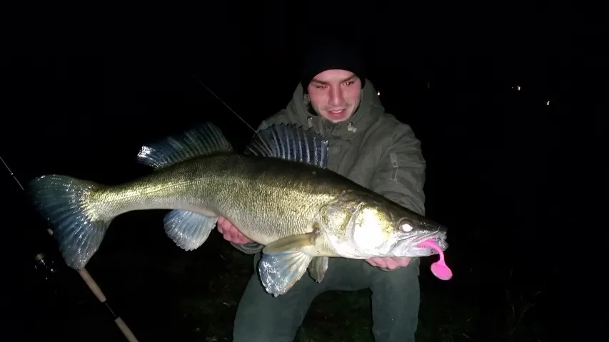 Zander