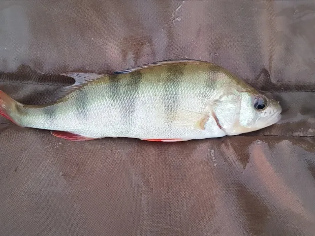 Flussbarsch