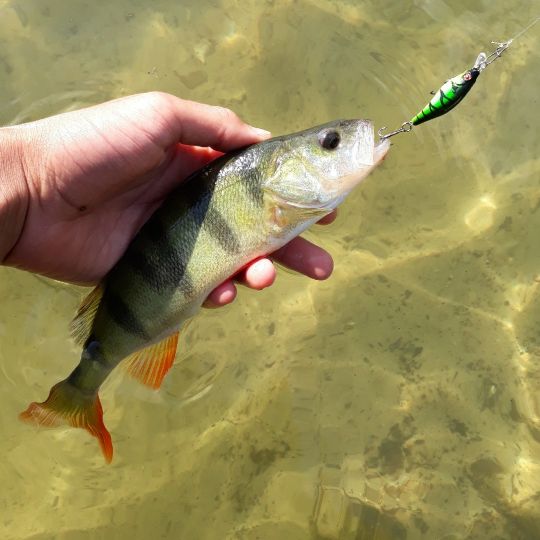 Flussbarsch