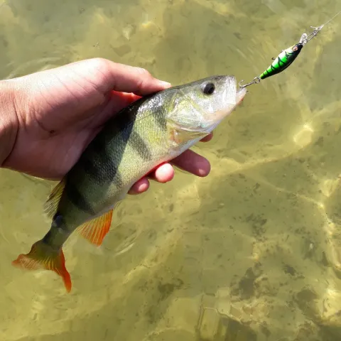 Flussbarsch