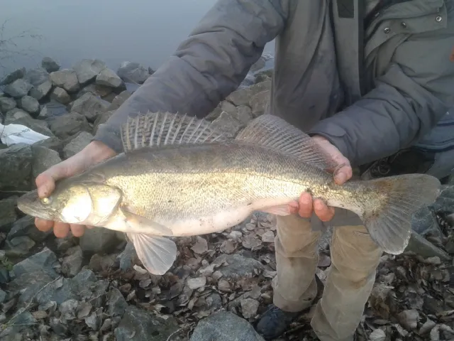 Zander