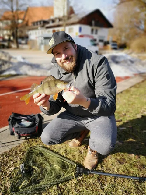 Flussbarsch