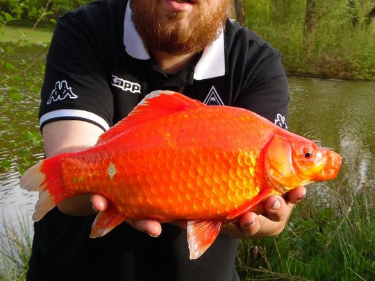 Goldfisch
